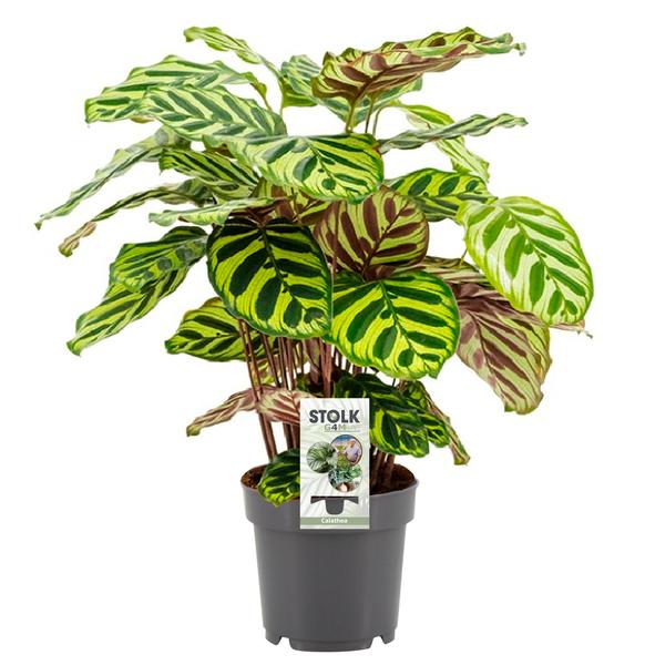 Calathea Makoyana – Ø14cm – ↕45cm