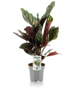 Calathea Ornata – Ø14cm – ↕45cm