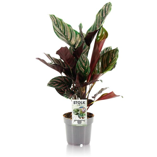 Calathea Ornata – Ø14cm – ↕45cm