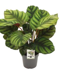 Calathea Fasciata – Ø14cm – ↕50cm