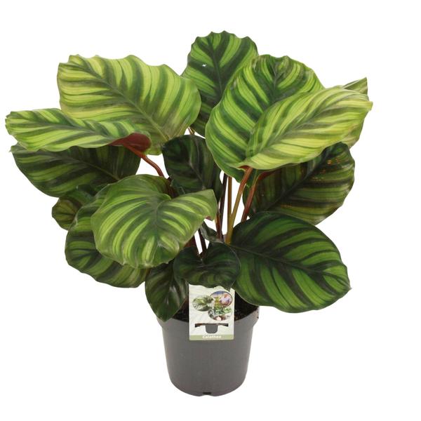 Calathea Fasciata – Ø14cm – ↕50cm