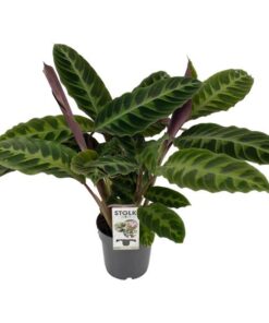 Calathea Warscewiczii – Ø14 cm – ↕50 cm