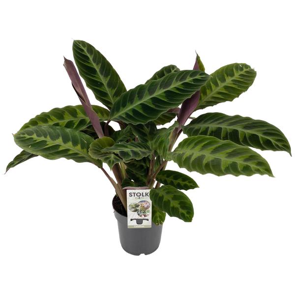 Calathea Warscewiczii – Ø14 cm – ↕50 cm