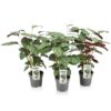 Ctenanthe Exotica – Ø14cm – ↕50cm