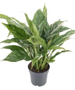 Diamond Variegata 14cm – Ø14cm – ↕55cm