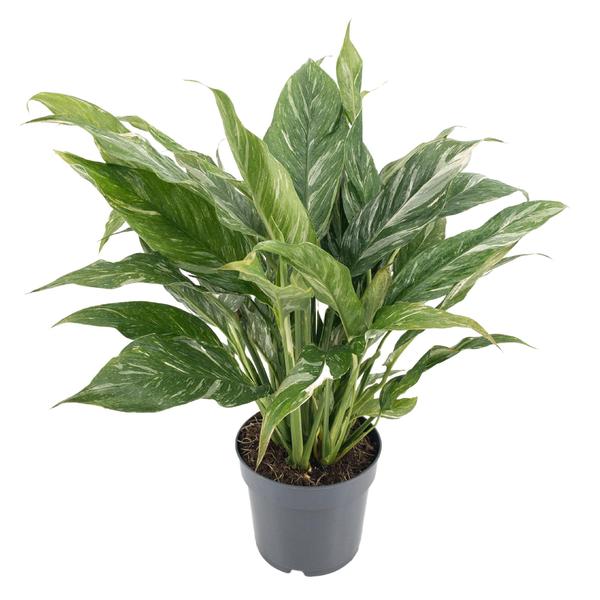 Diamond Variegata 14cm – Ø14cm – ↕55cm