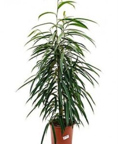 Ficus Binnendijkii ‚Alii‘ – Ø17cm – ↕50cm