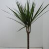 Dracaena Marginata – Ø17cm – ↕60cm