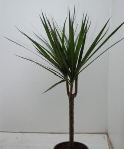 Dracaena Marginata – Ø17cm – ↕60cm