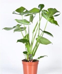 Monstera – Ø17cm – ↕60cm