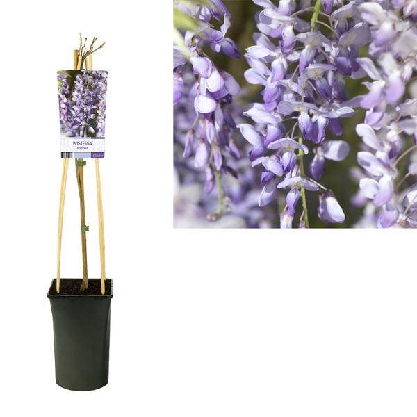 Wisteria Sinensis +light Label – Ø17cm – ↕75cm