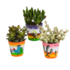 Crassula-Mix 8,5 cm – 3x – in Mexicaanse pot