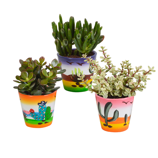 Crassula-Mix 8,5 cm – 3x – in Mexicaanse pot