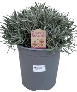 Lavandula Angustifolia – Ø18cm – ↕45cm