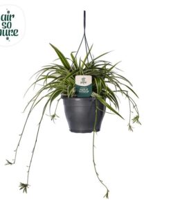 Chlorophytum Com ‚Vittatum‘ Air So Pure® – Ø19cm – ↕60cm