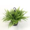 Nephrolepis Boston Green Moment Hang – Ø19cm – ↕60cm