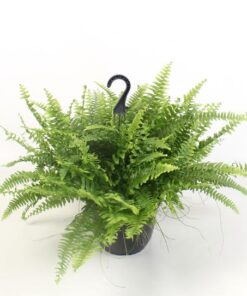 Nephrolepis Boston Green Moment Hang – Ø19cm – ↕60cm