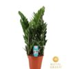 Zamioculcas 21cm – Ø21cm – ↕75cm