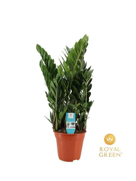 Zamioculcas 21cm – Ø21cm – ↕75cm