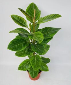 Ficus Altissima – Ø21cm – ↕95cm