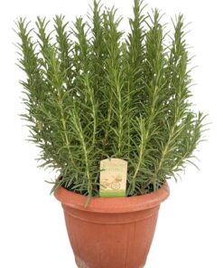 Rosmarinus Officinalis – Ø25cm – ↕45cm