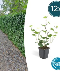 6x Hedera Hibernica – ↕10-25cm – Ø9cm – 12x