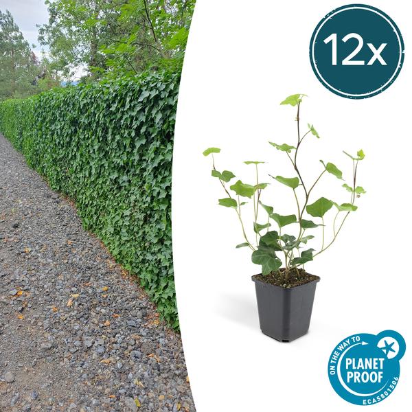 6x Hedera Hibernica – ↕10-25cm – Ø9cm – 12x