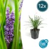 6x Liriope muscari ‚Big Blue‘ – ↕10-25cm – Ø9cm – 12x