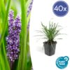 6x Liriope muscari ‚Big Blue‘ – ↕10-25cm – Ø9cm – 40x