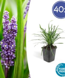 6x Liriope muscari ‚Big Blue‘ – ↕10-25cm – Ø9cm – 40x