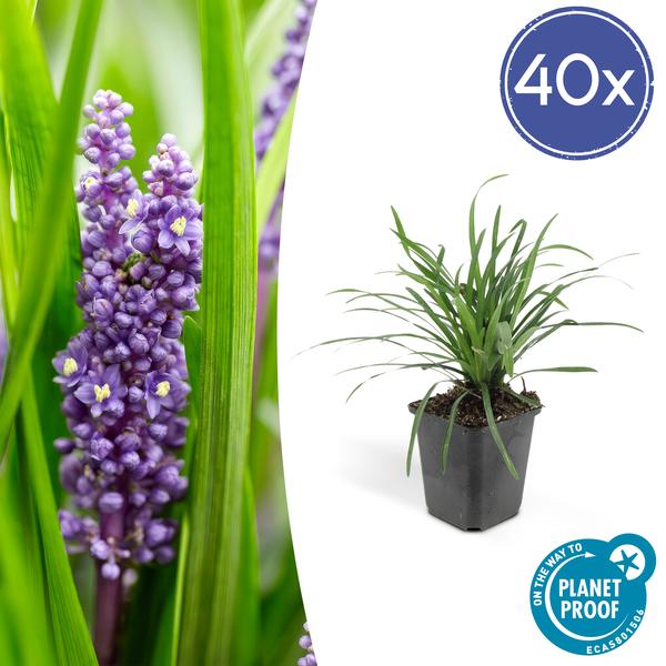 6x Liriope muscari ‚Big Blue‘ – ↕10-25cm – Ø9cm – 40x