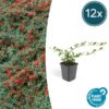 6x Cotoneaster dammeri – ↕10-25cm – Ø9cm – 12x