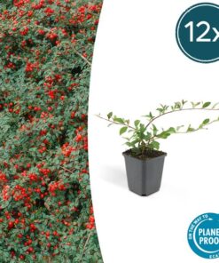 6x Cotoneaster dammeri – ↕10-25cm – Ø9cm – 12x