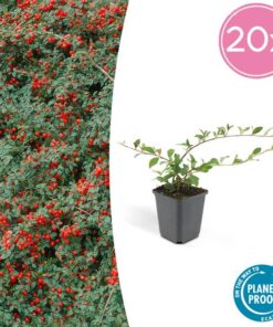 6x Cotoneaster dammeri – ↕10-25cm – Ø9cm – 20x