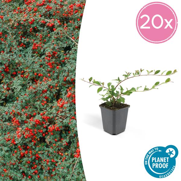 6x Cotoneaster dammeri – ↕10-25cm – Ø9cm – 20x