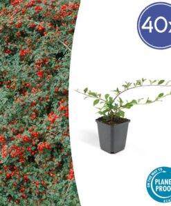 6x Cotoneaster dammeri – ↕10-25cm – Ø9cm – 40x