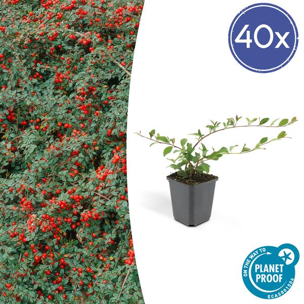 6x Cotoneaster dammeri – ↕10-25cm – Ø9cm – 40x