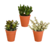 Crassula-Mix 8,5 cm – 3x – in terracotta pot