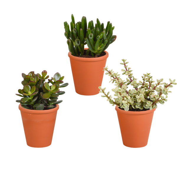 Crassula-Mix 8,5 cm – 3x – in terracotta pot