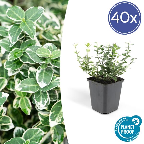 6x Euonymus ‚Emerald ’n Gaity‘ – ↕10-25cm – Ø9cm – 40x