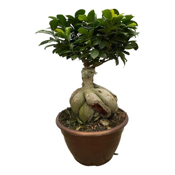 Ficus Microcarpa Ginseng – 50 cm – Ø25cm