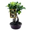 Ficus Microcarpa Ginseng – 30 cm – Ø17cm