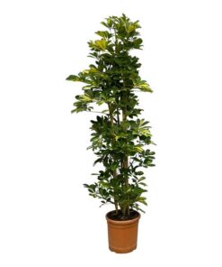 Schefflera Gold Capella struik – 160 cm – Ø30cm