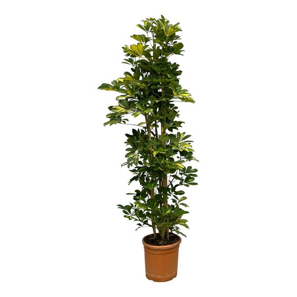 Schefflera Gold Capella struik – 160 cm – Ø30cm