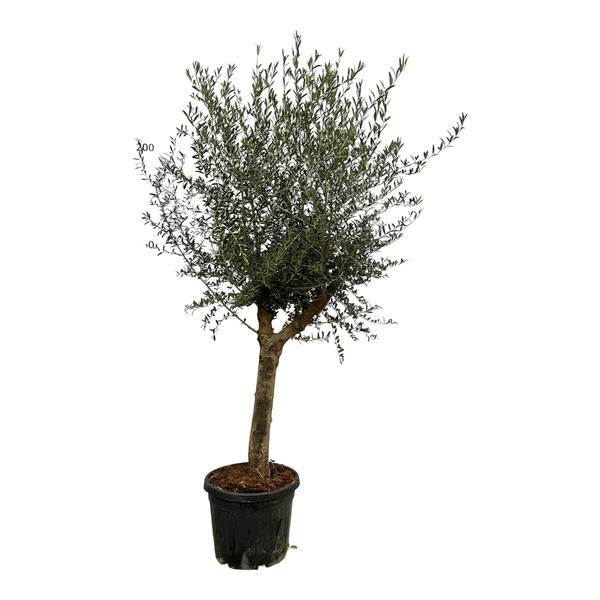 Olea Lorc – 220 cm – Ø45cm