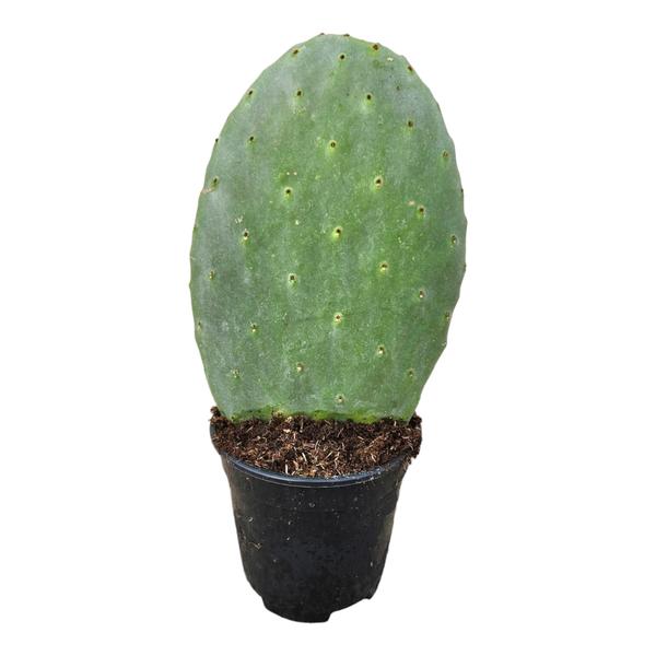 Opuntia Cactus – 40 cm – Ø17cm