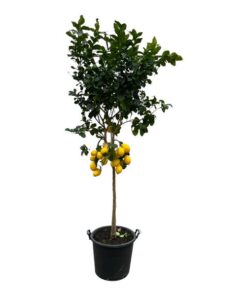 Citrus Lemon – 260 cm – Ø50cm