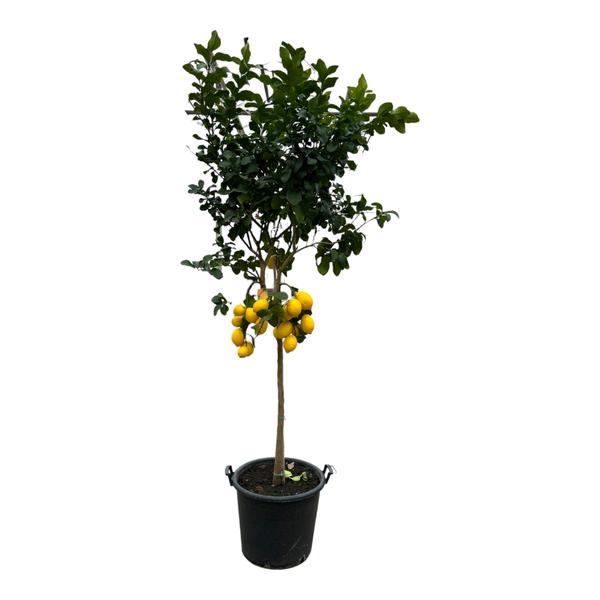 Citrus Lemon – 260 cm – Ø50cm