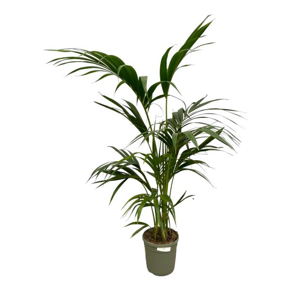 Kentia Palm – 130 cm – Ø21cm