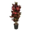 Codiaeum Iceton (Croton) – 150 cm – Ø30